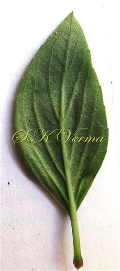  Leaf - Abaxial surface (Gland-dotted)